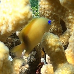 Plectroglyphidodon johnstonianus