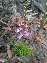 Stylidium productum