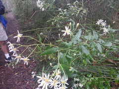 Olearia elliptica