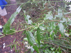 Olearia elliptica