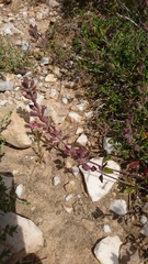 Teucrium divaricatum