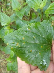 Baeodromus eupatorii