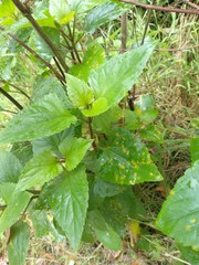 Baeodromus eupatorii