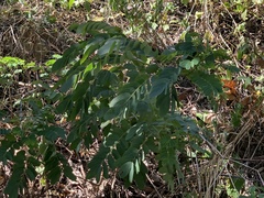 Senna surattensis