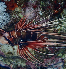 Pterois cincta