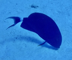 Acanthurus gahhm
