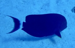 Acanthurus gahhm