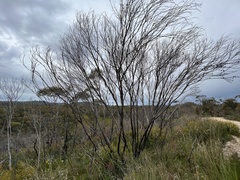 Eucalyptus stricta