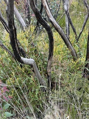 Eucalyptus stricta