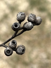 Eucalyptus stricta