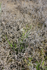 Lepidium pumilum