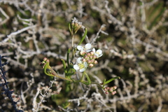 Lepidium pumilum