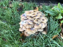Armillaria