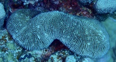 Ctenactis
