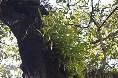 Prosthechea squalida