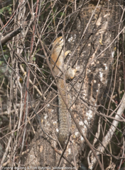 Heliosciurus gambianus
