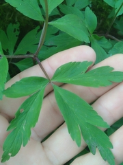 Anemonoides nemorosa