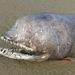 Snaggle-toothed Snake Eel - Photo (c) Gaell Mainguy, some rights reserved (CC BY-NC-ND)
