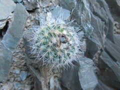 Parodia nivosa
