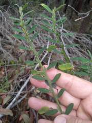 Bossiaea stephensonii