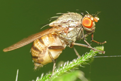 Minettia tabidiventris