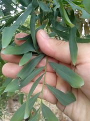 Acacia prominens