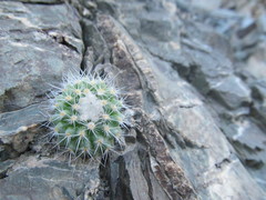 Parodia nivosa