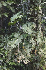 Philodendron deflexum