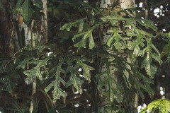 Anthurium clavigerum