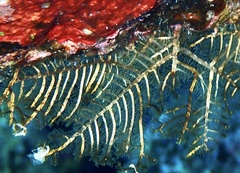 Macrorhynchia phoenicea