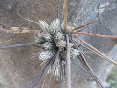 Tillandsia pedicellata
