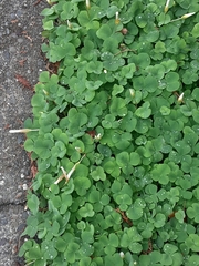 Oxalis purpurea