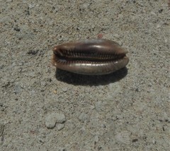 Macrocypraea cervinetta