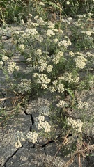 Achillea nobilis