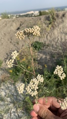 Achillea nobilis