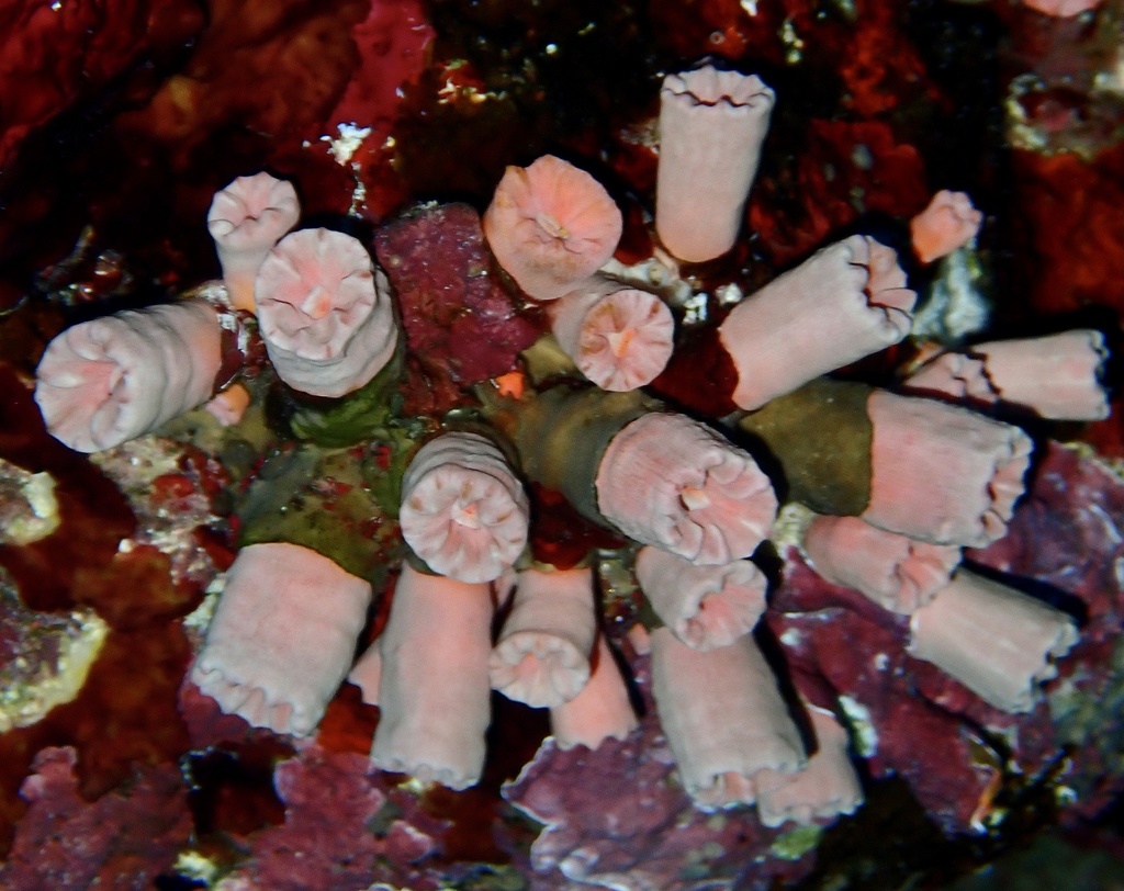 Cladopsammia gracilis