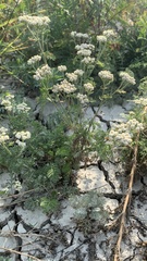 Achillea nobilis