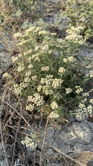 Achillea nobilis