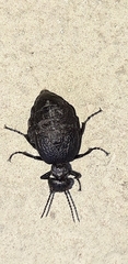 Meloe mediterraneus