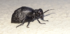 Meloe mediterraneus
