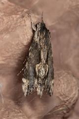 Erinnyis oenotrus