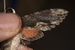 Erinnyis oenotrus