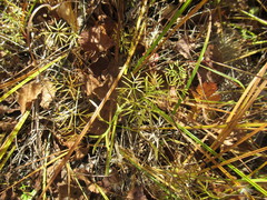 Ostericum tenuifolium