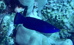 Larabicus quadrilineatus