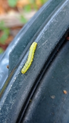 Craniophora ligustri
