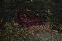 Rhodochorton