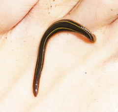 Richardsonianus australis
