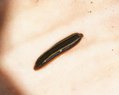Richardsonianus australis