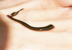 Richardsonianus australis