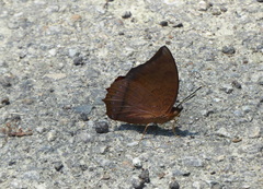 Charaxes bernardus
